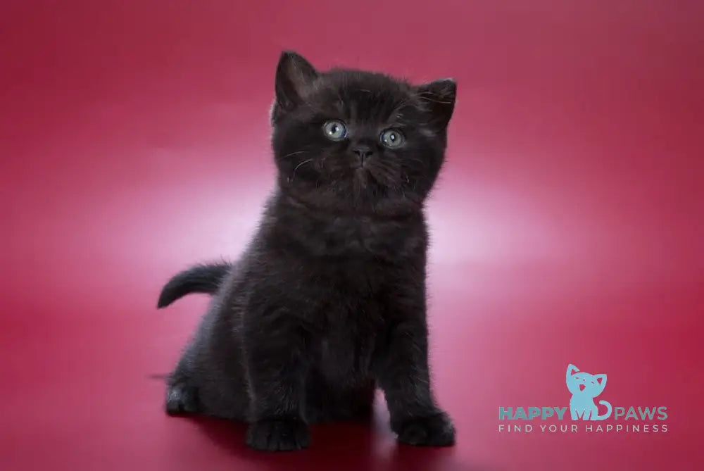 Freddie British Shorthair male black live animals