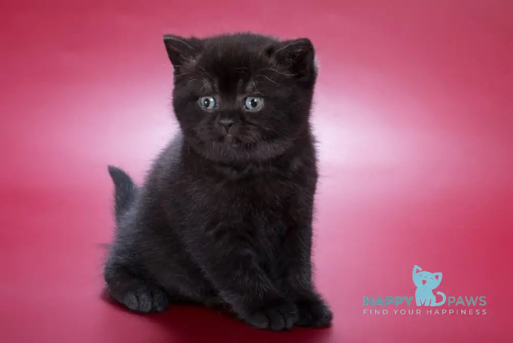 Freddie British Shorthair male black live animals