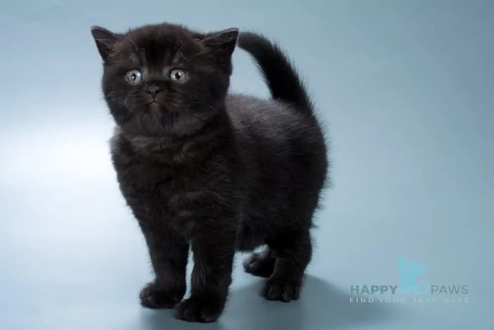 Freddie British Shorthair male black live animals