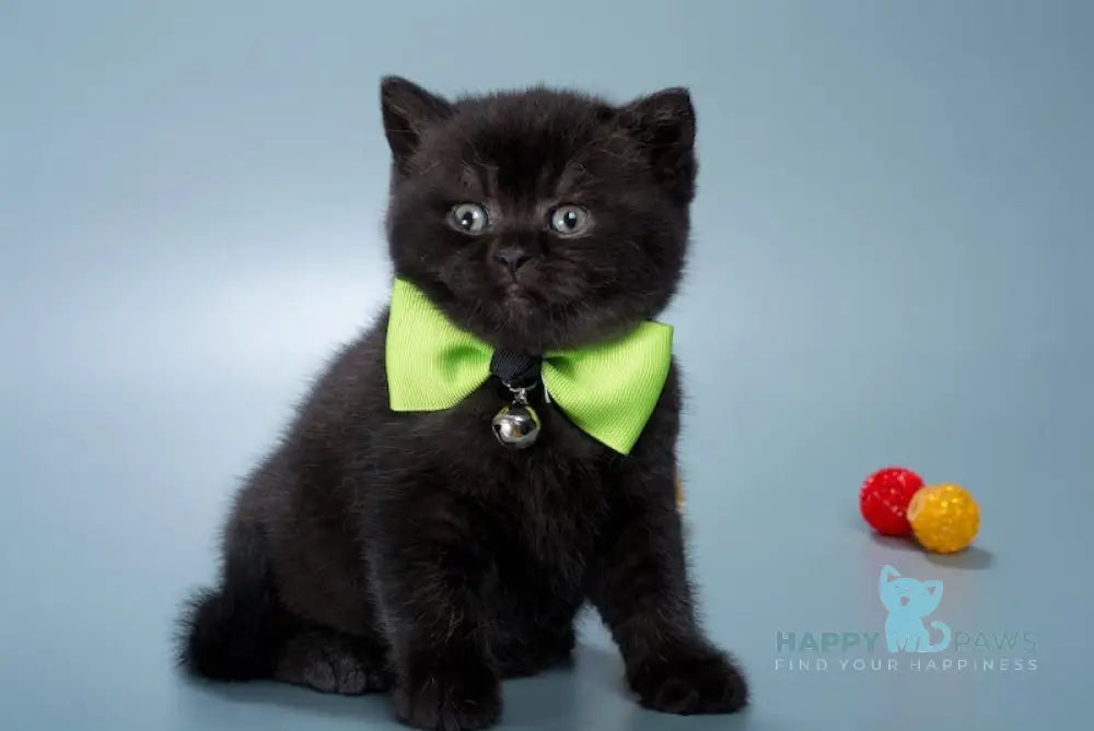 Freddie British Shorthair male black live animals