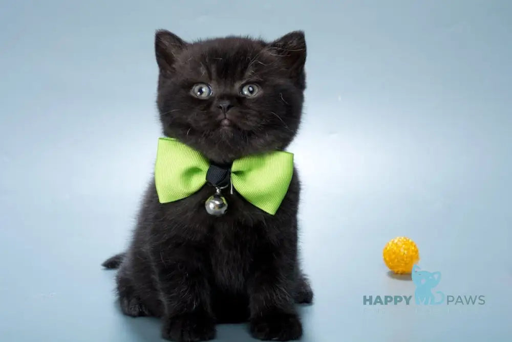 Freddie British Shorthair male black live animals