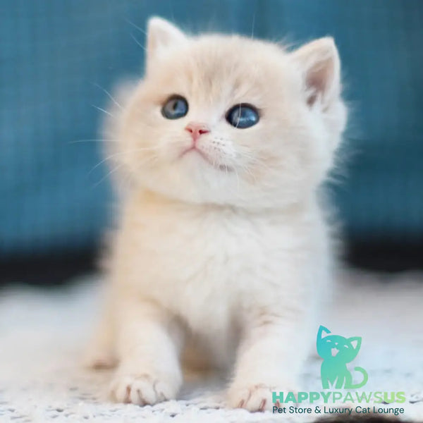 Freddie British Shorthair male blue golden shaded - live animals