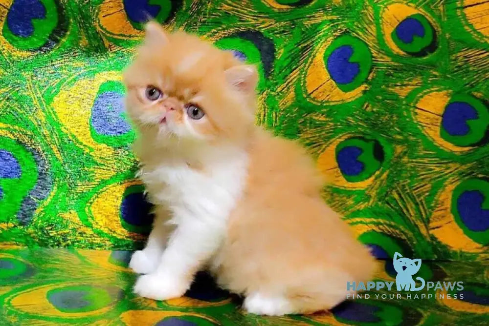 Frederik Persian male red tabby bicolour live animals