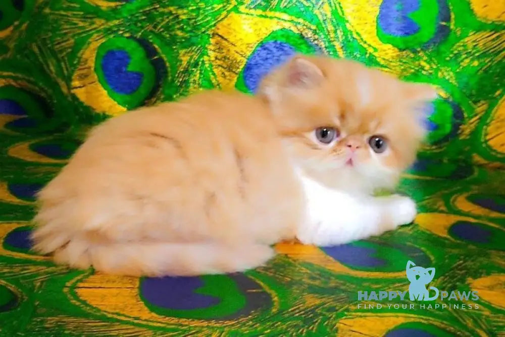 Frederik Persian male red tabby bicolour live animals