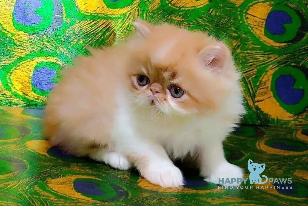 Frederik Persian male red tabby bicolour live animals