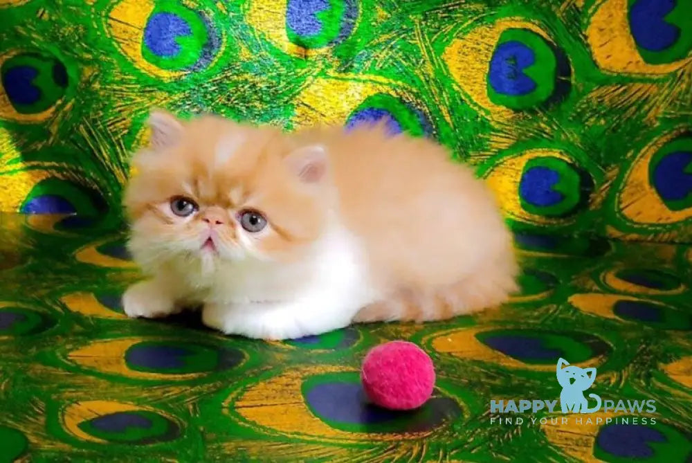 Frederik Persian male red tabby bicolour live animals
