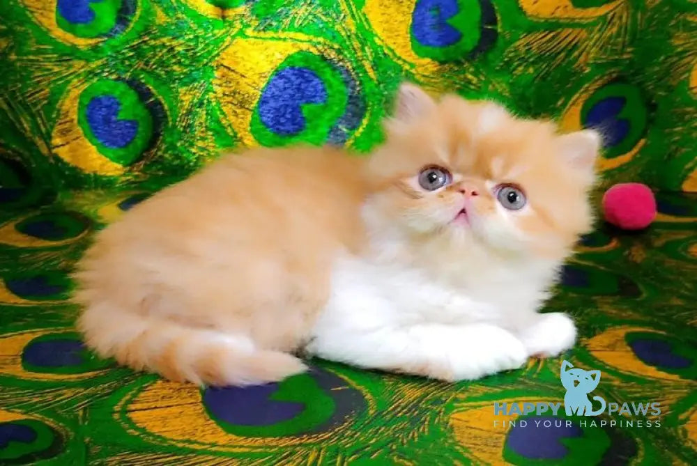 Frederik Persian male red tabby bicolour live animals