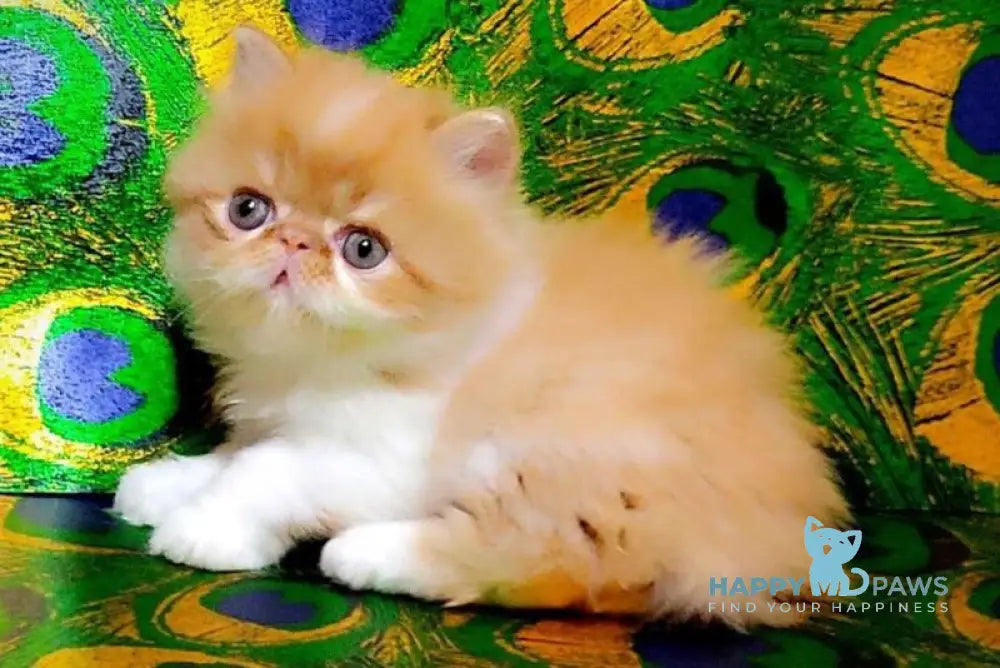 Frederik Persian male red tabby bicolour live animals