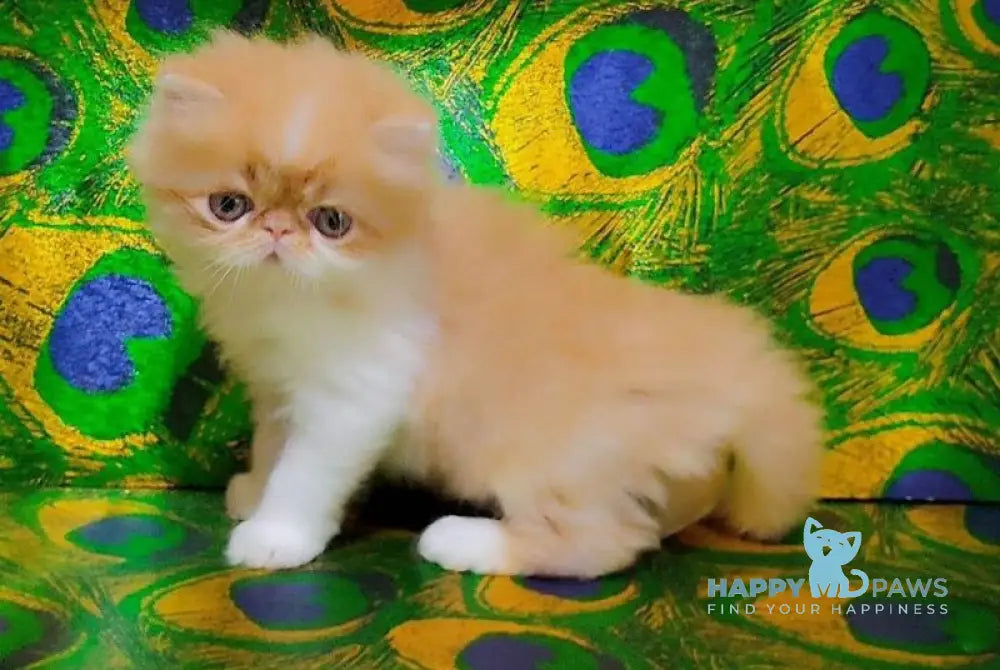 Frederik Persian male red tabby bicolour live animals