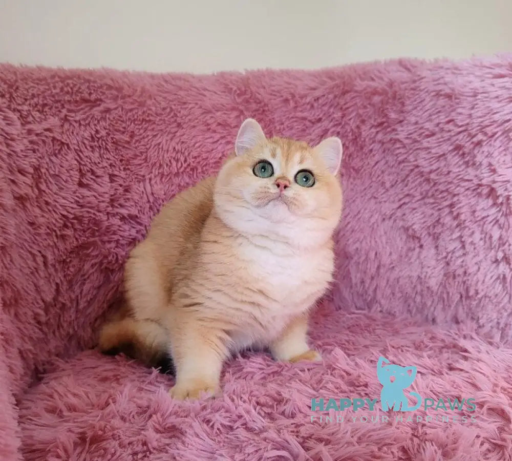 Freia British Shorthair female black golden chinchilla live animals