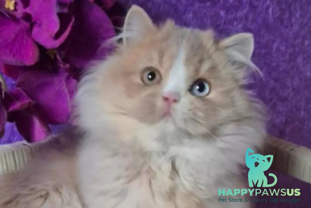 Fresh British Longhair male lilac golden ticked tabby with white live animals