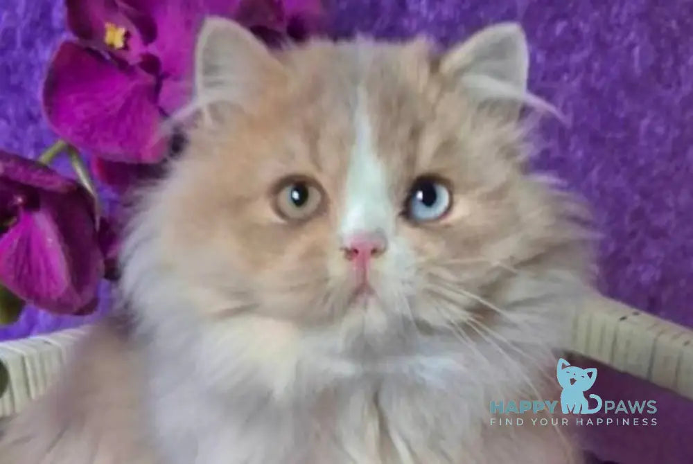 Fresh British Longhair male lilac golden ticked tabby with white live animals