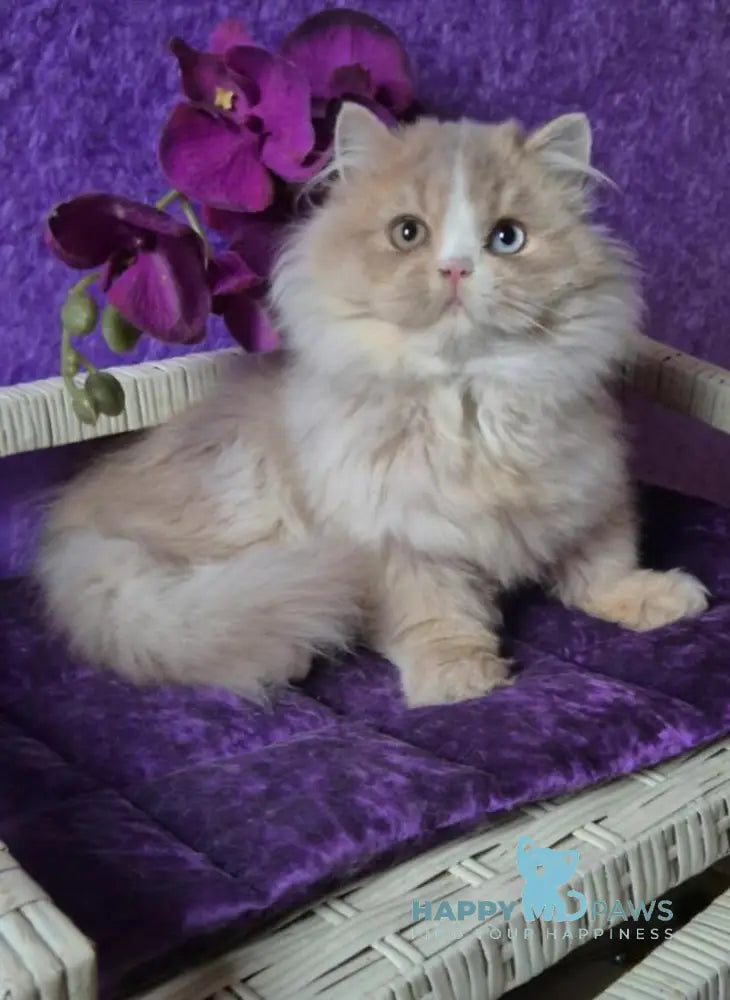 Fresh British Longhair male lilac golden ticked tabby with white live animals