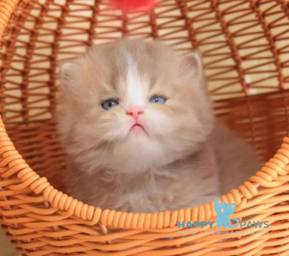 Fresh British Longhair male lilac golden ticked tabby with white live animals