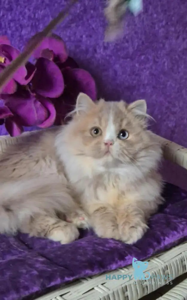 Fresh British Longhair male lilac golden ticked tabby with white live animals