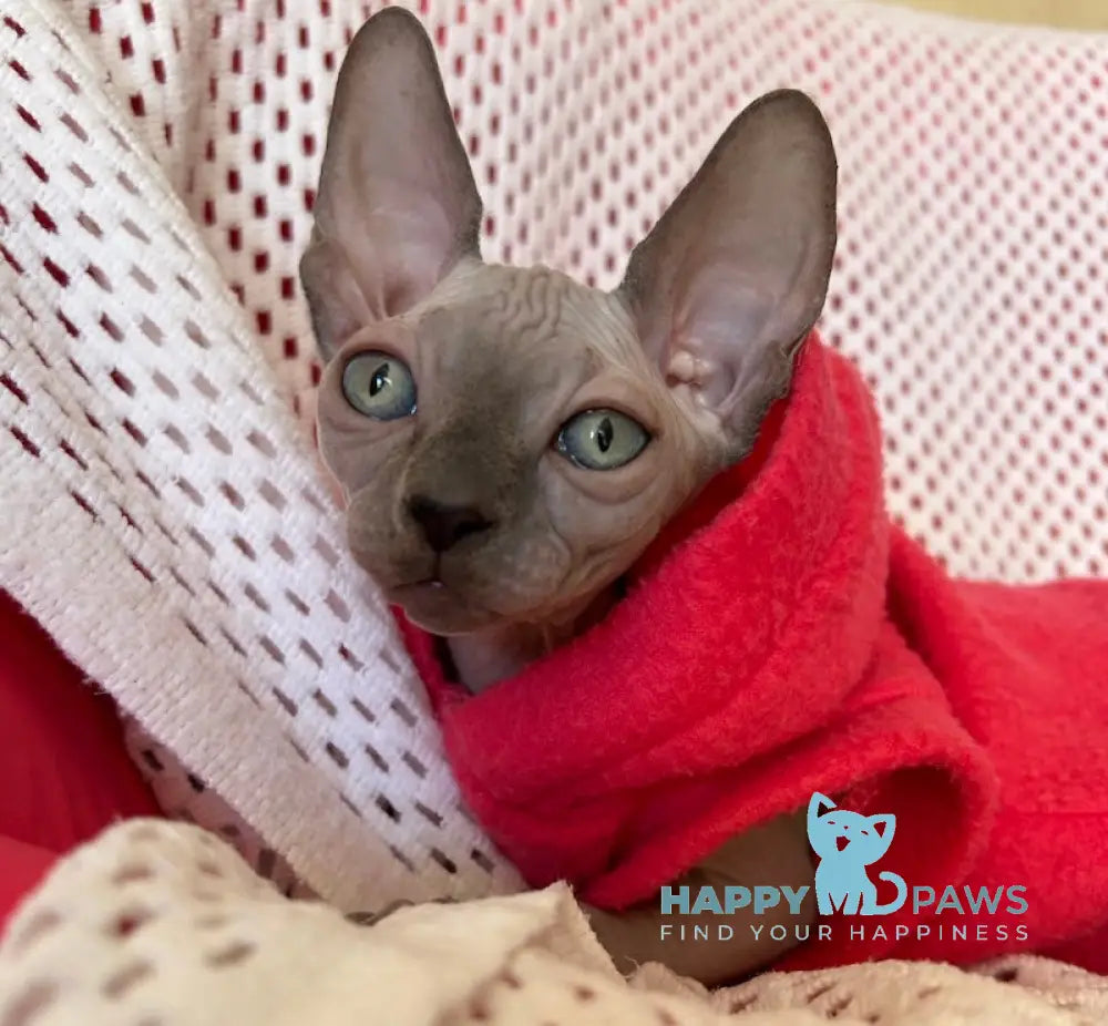 Freya Canadian Sphynx female blue pointed live animals