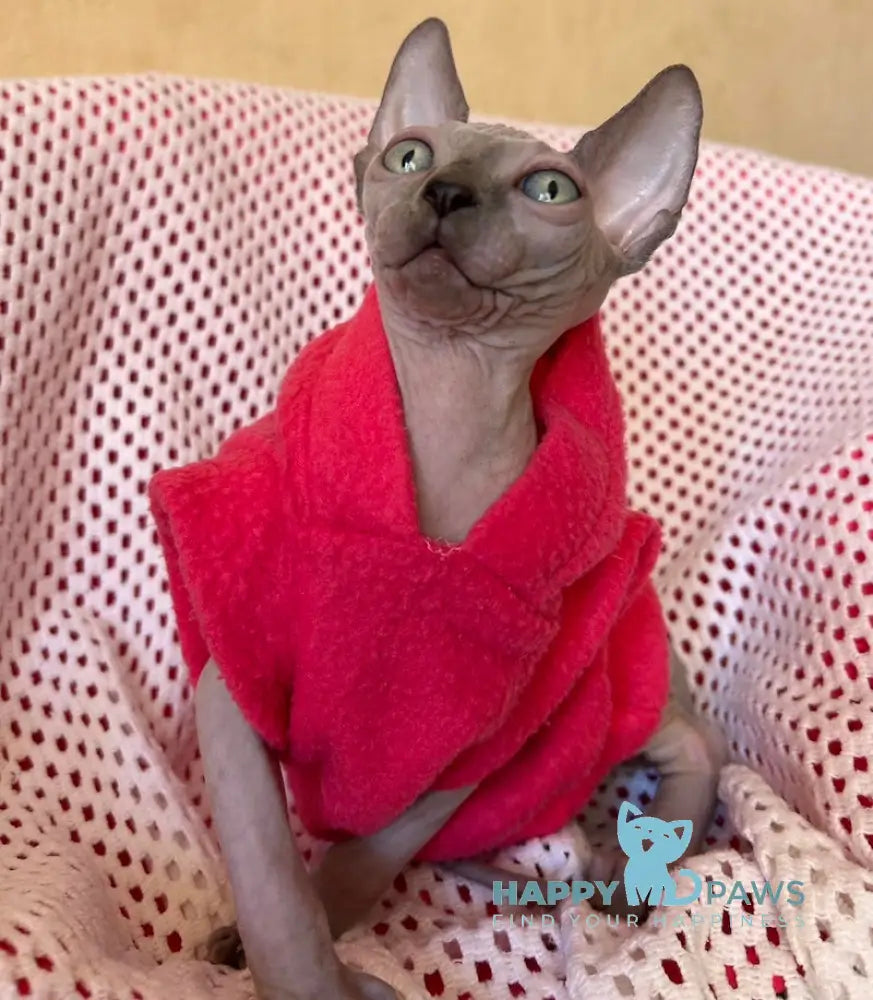 Freya Canadian Sphynx female blue pointed live animals