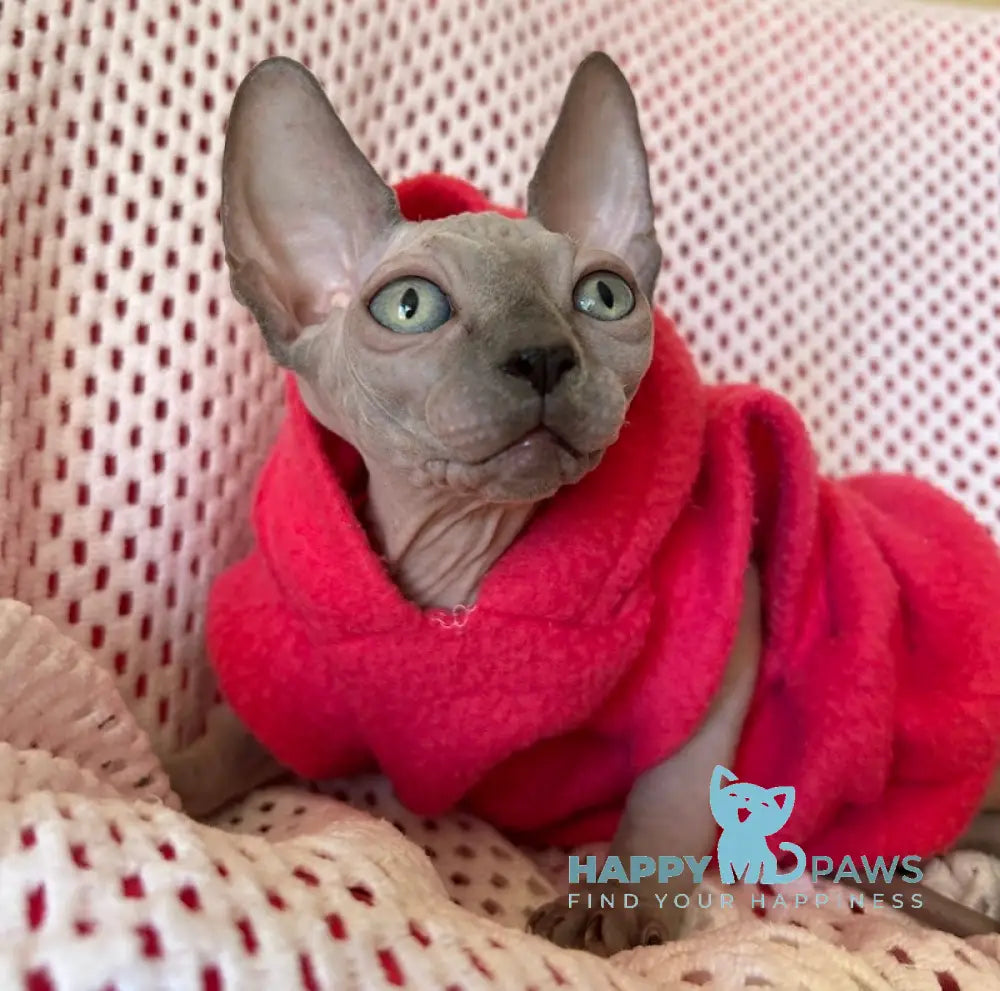 Freya Canadian Sphynx female blue pointed live animals