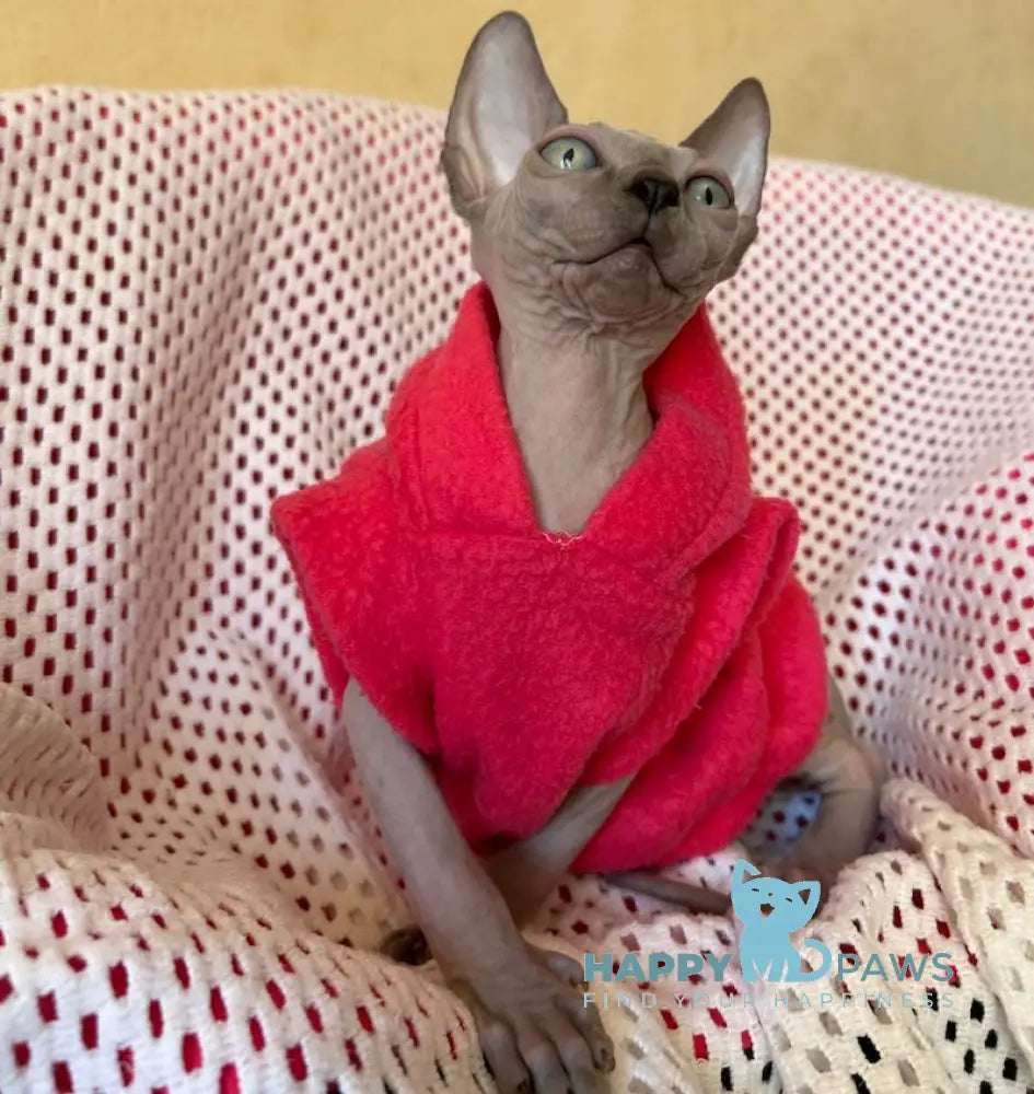 Freya Canadian Sphynx female blue pointed live animals