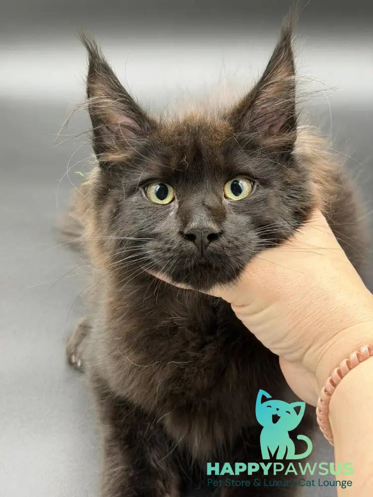 Freya Maine Coon female black - live animals