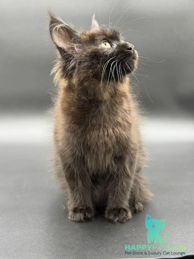 Freya Maine Coon female black - live animals