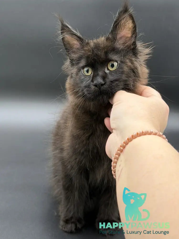 Freya Maine Coon female black - live animals
