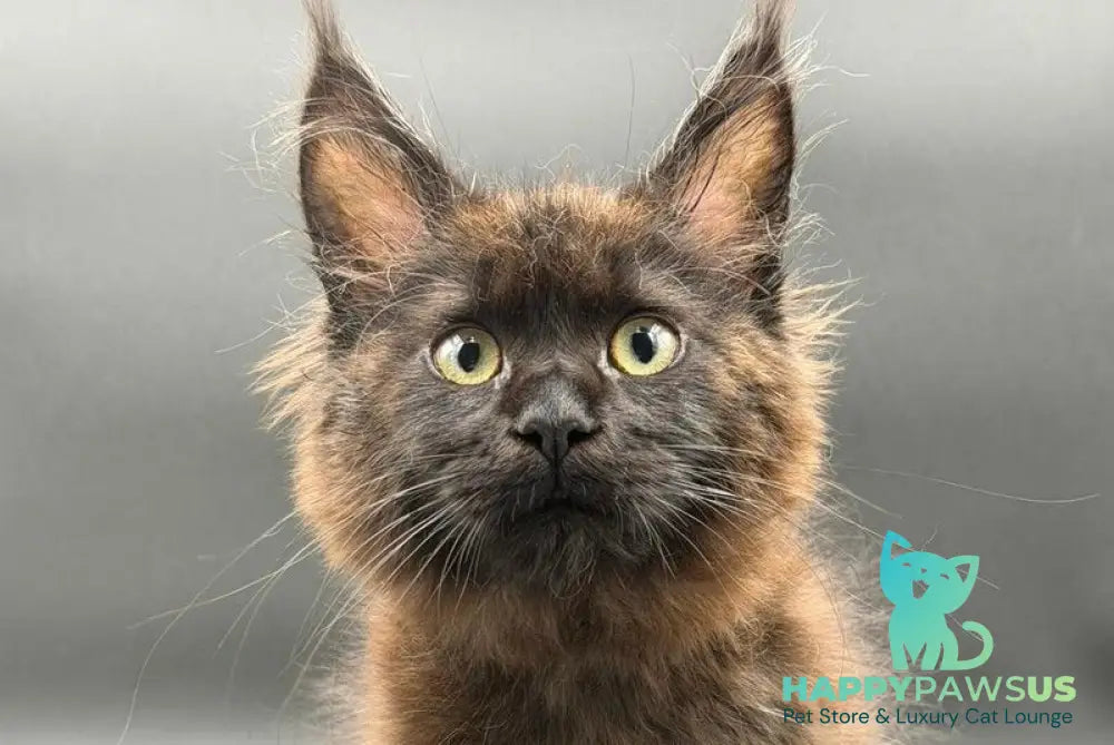 Freya Maine Coon female black - live animals