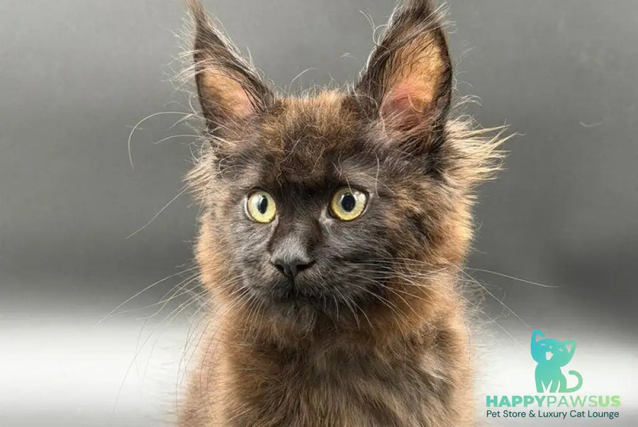 Freya Maine Coon female black - live animals