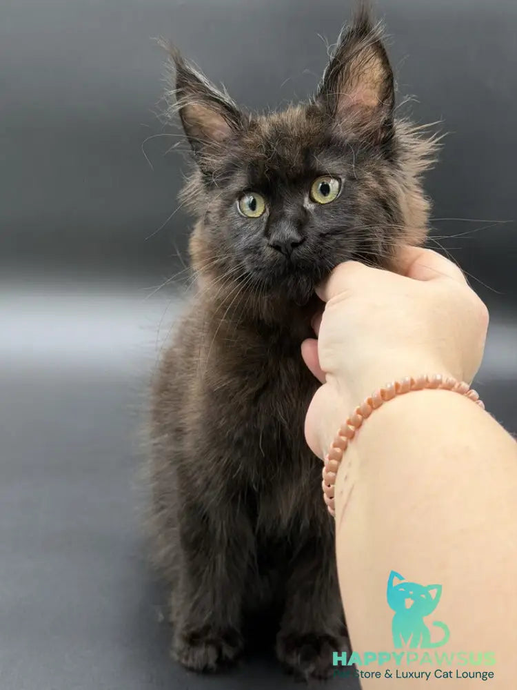 Freya Maine Coon female black - live animals