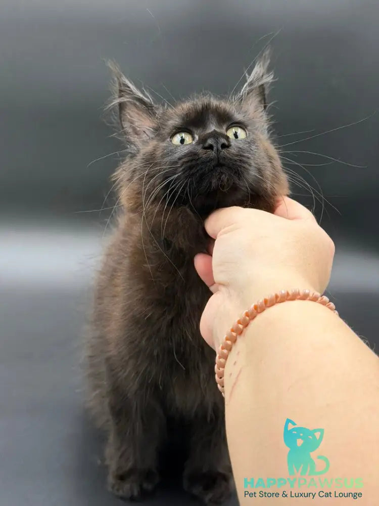 Freya Maine Coon female black - live animals
