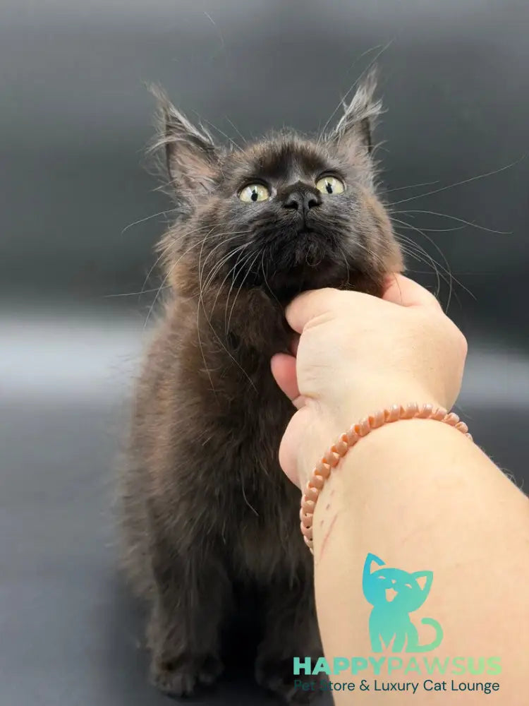 Freya Maine Coon female black - live animals