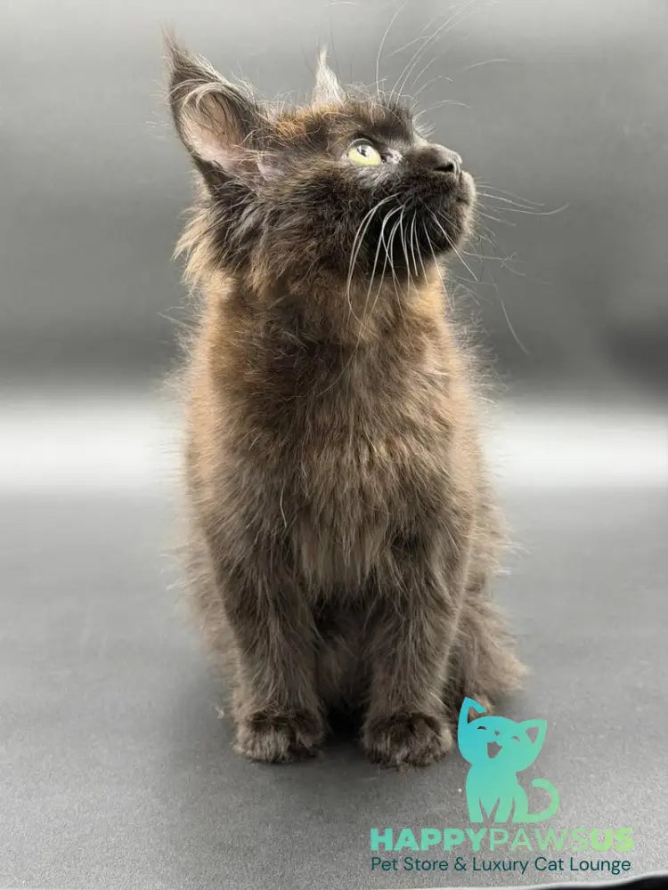 Freya Maine Coon female black - live animals