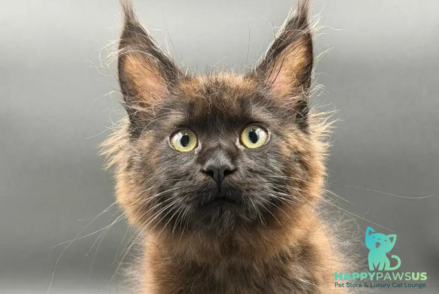 Freya Maine Coon female black - live animals