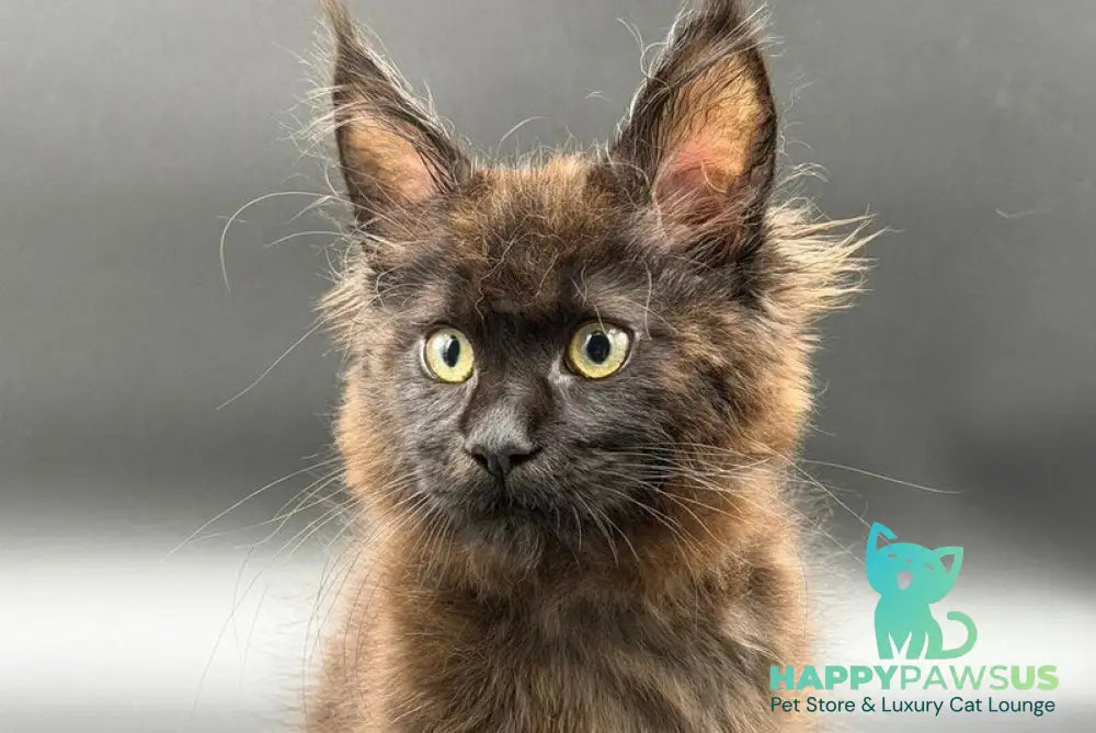 Freya Maine Coon female black - live animals