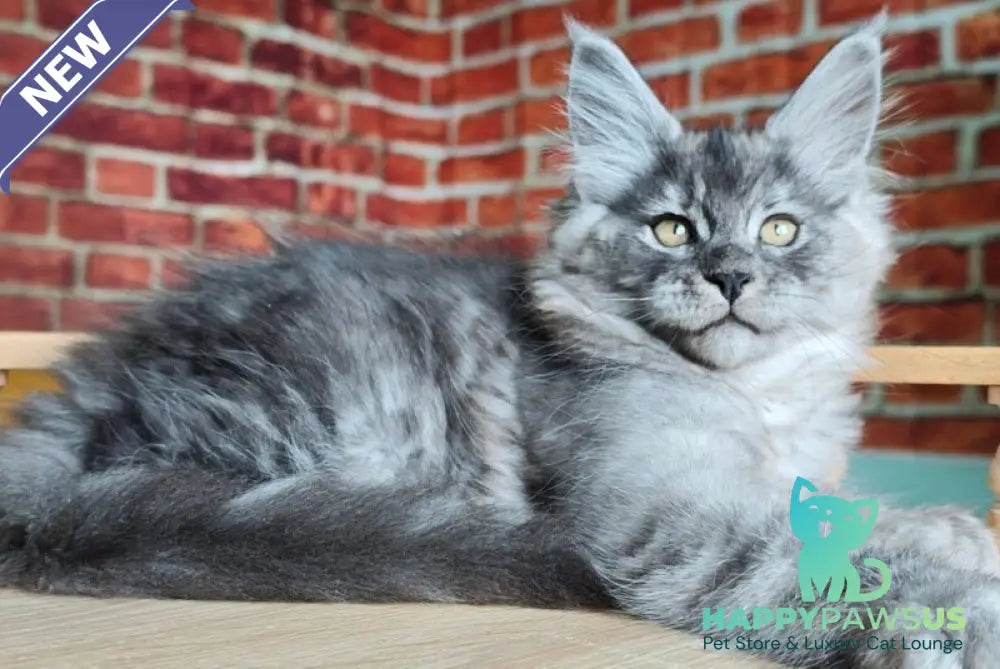 Freya Maine Coon female black silver - live animals