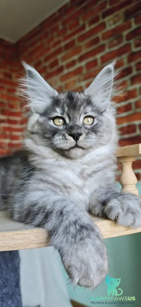 Freya Maine Coon female black silver - live animals