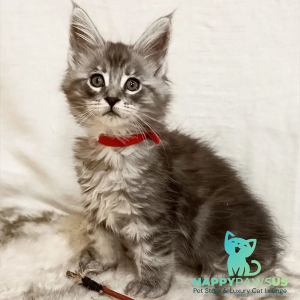 Freya Maine Coon female black silver tabby - live animals