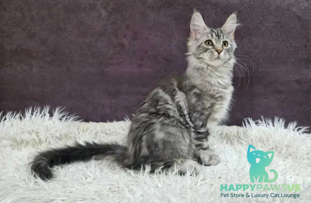 Freya Maine Coon female black silver tabby live animals