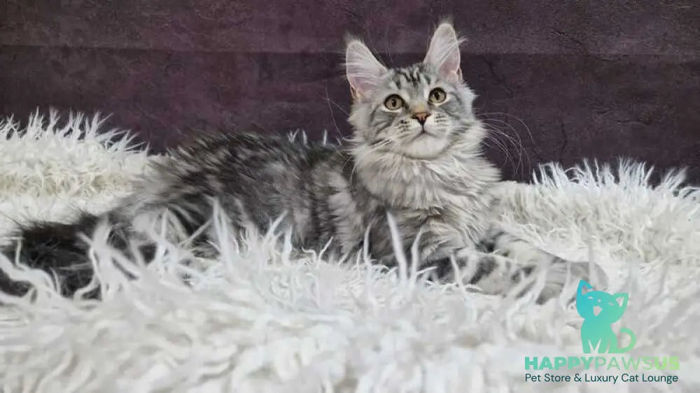 Freya Maine Coon female black silver tabby live animals