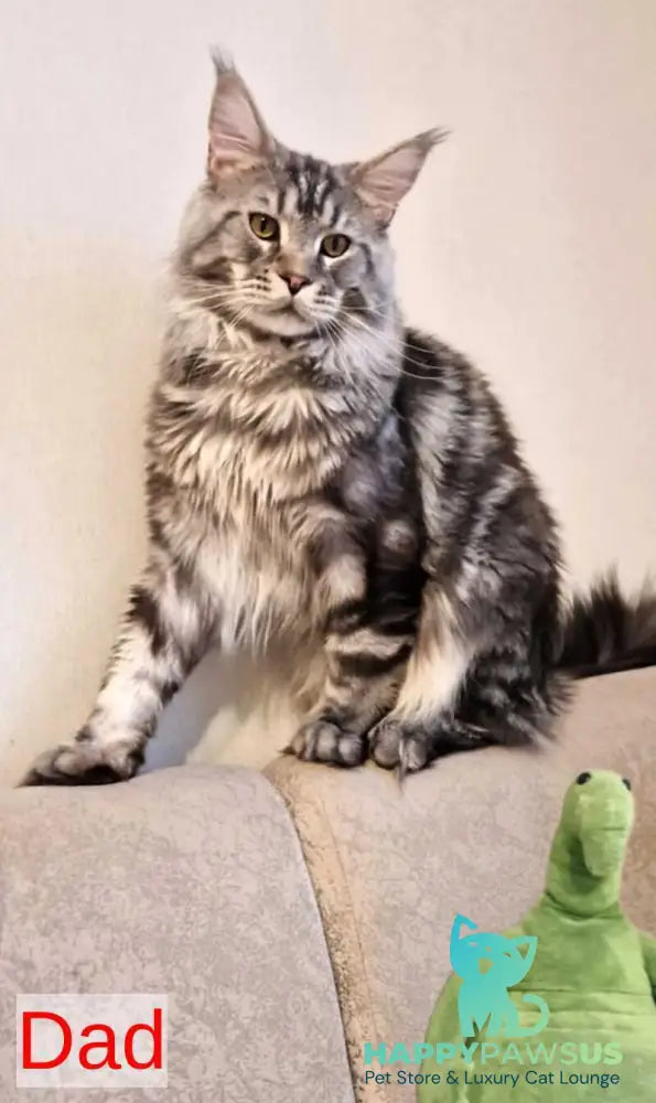 Freya Maine Coon female black silver tabby live animals