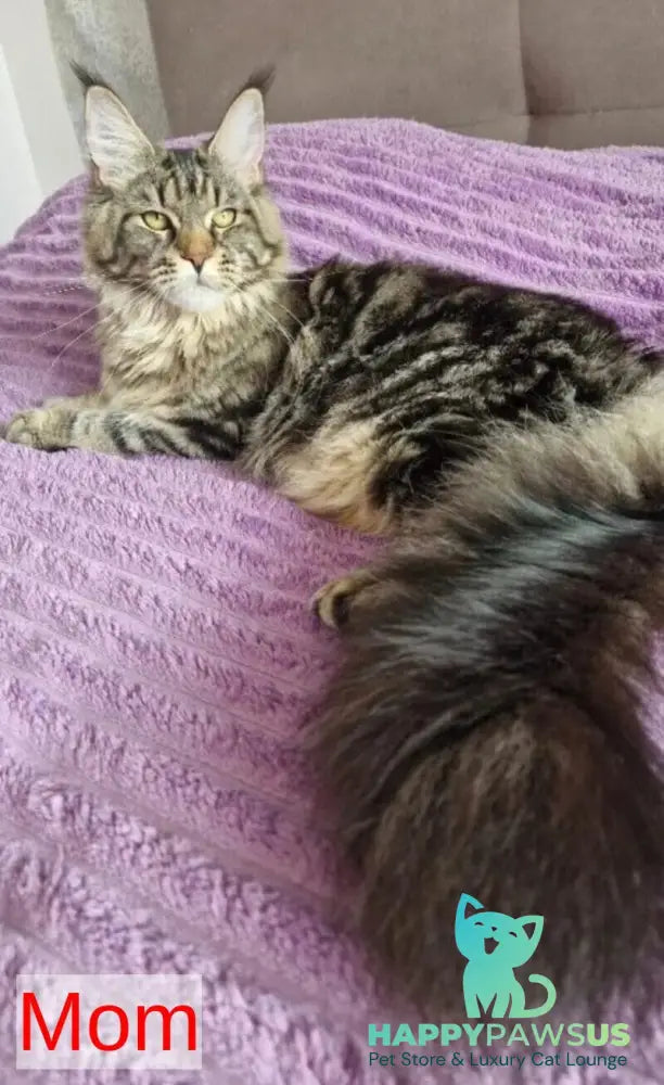 Freya Maine Coon female black silver tabby live animals