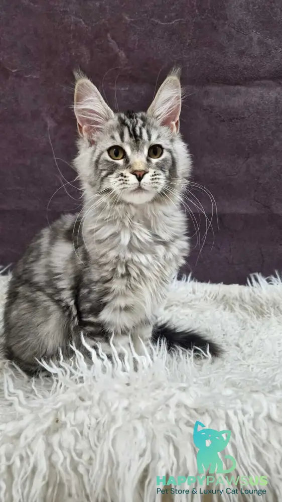 Freya Maine Coon female black silver tabby live animals