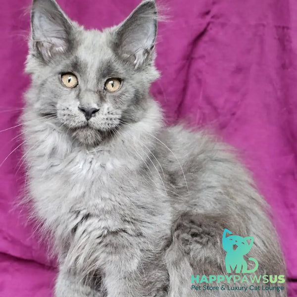 Freya Maine Coon female blue - live animals