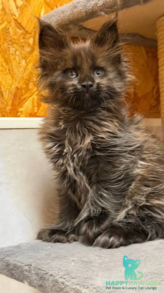 Freya Maine Coon polydactyl female black - live animals