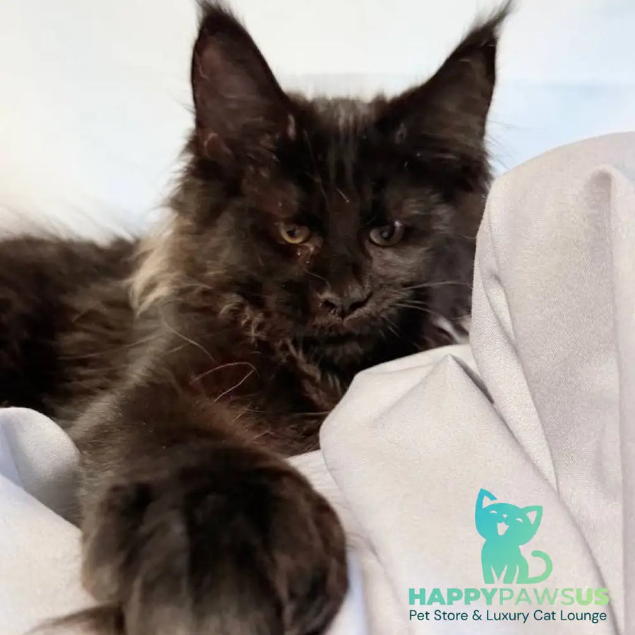 Freya Maine Coon polydactyl female black - live animals