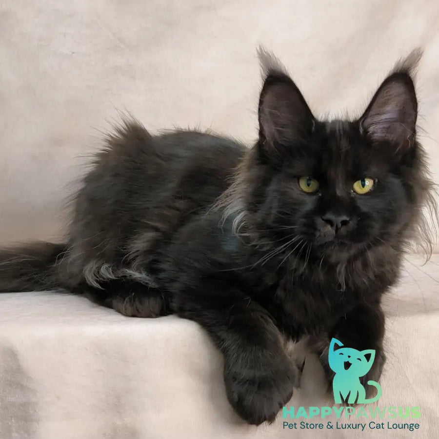 Freya Maine Coon polydactyl female black - live animals