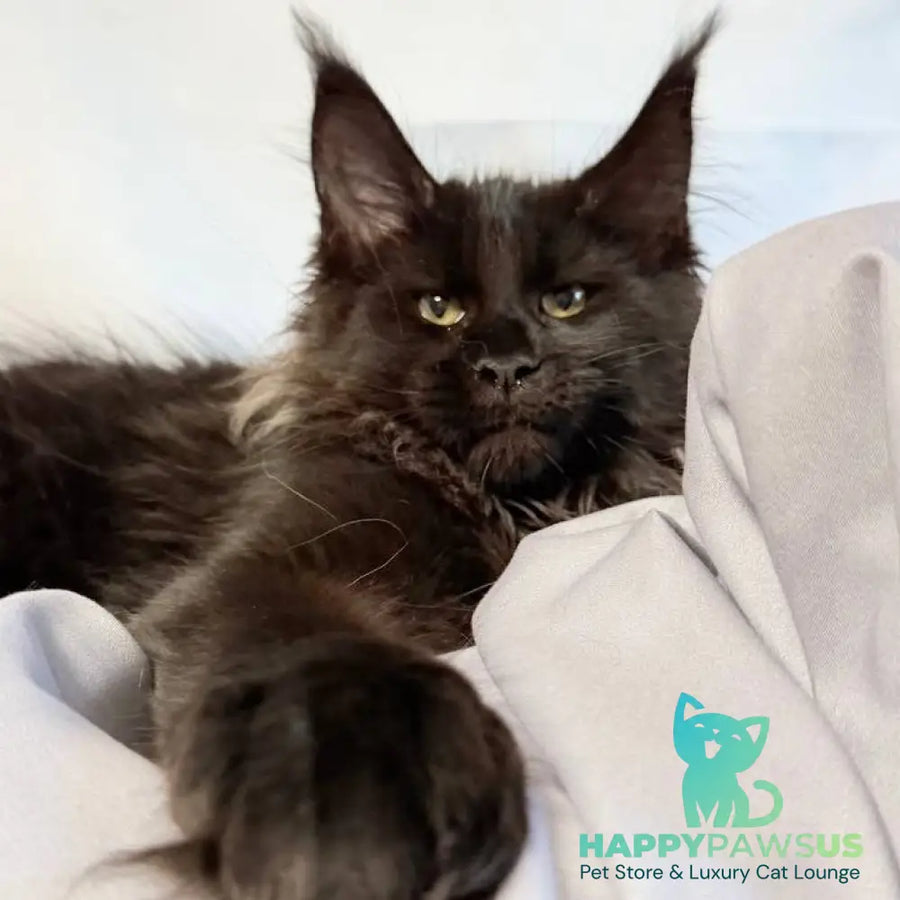 Freya Maine Coon polydactyl female black - live animals