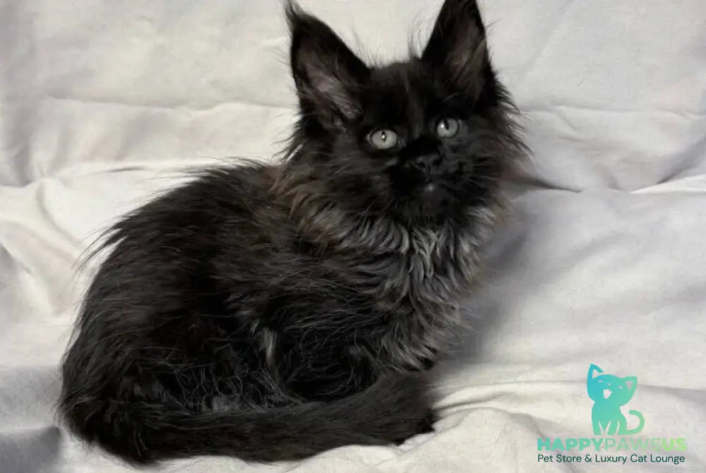Freya Maine Coon polydactyl female black - live animals