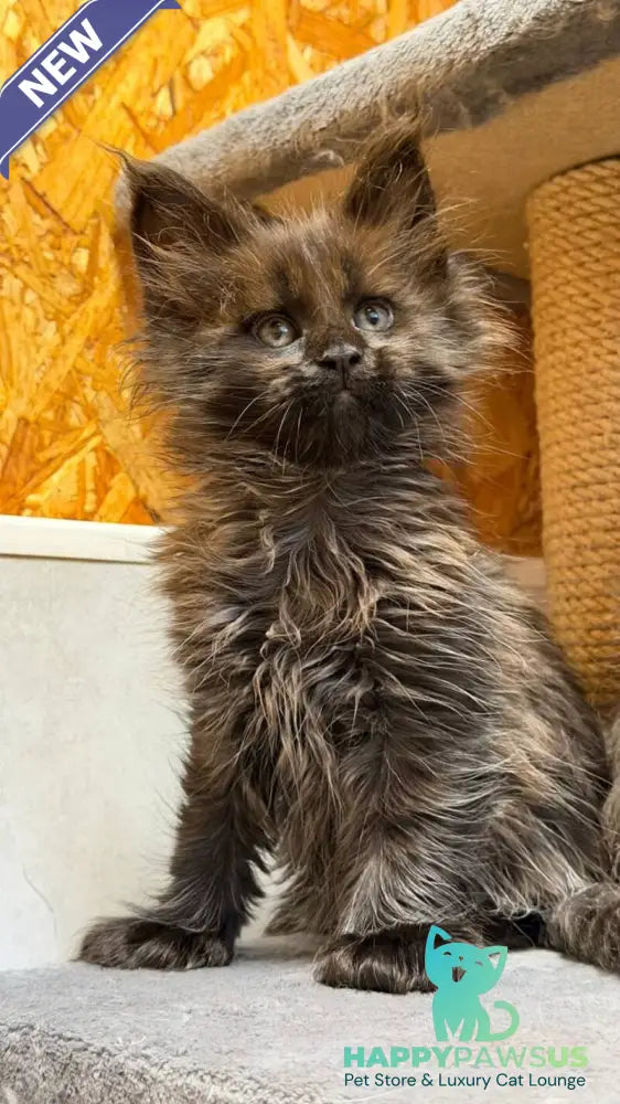 Freya Maine Coon polydactyl female black - live animals