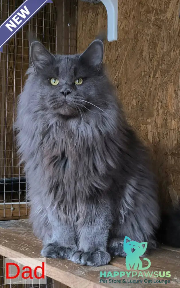 Freya Maine Coon polydactyl female black - live animals